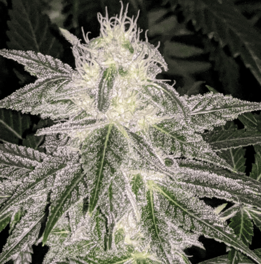 Snowman OG Feminized Cannabis Seeds | Snowman OG Strain | The Seed Fair