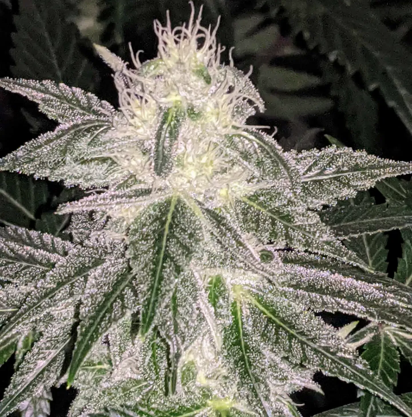 Snowman OG Feminized Cannabis Seeds | Snowman OG Strain | The Seed Fair | The Seed Fair Snowman OG Feminized Cannabis Seeds | Snowman OG Strain | The Seed Fair