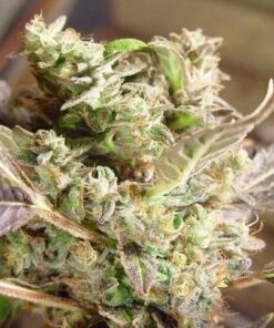 Somango Feminized Marijuana Seeds | Somango Feminized Strain | The Seed Fair