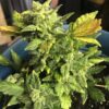 Sour Girl Feminized Marijuana Seeds | Sour Girl Strain | The Seed Fair
