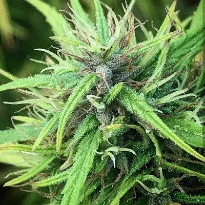 South Indian Feminized Marijuana Seeds | South Indian Strain | The Seed Fair