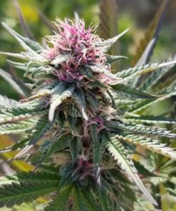 Space Candy Feminized Marijuana Seeds | Space Candy Strain | The Seed Fair