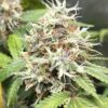 Special Reserve Black Lime Feminized Marijuana Seeds | Special Reserve | The Seed Fair