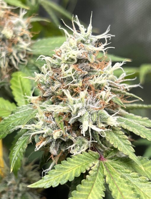 Special Reserve Black Lime Feminized Marijuana Seeds | Special Reserve | The Seed Fair