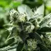 Strawberry Lemonade Feminized Marijuana Seeds | Strawberry Lemonade | The Seed Fair