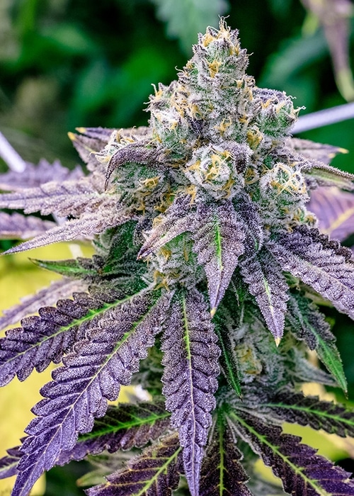 Sundae Driver Feminized Marijuana Seeds | Sundae Driver Strain | The Seed Fair