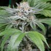 Sweet Deep Grapefruit Feminized Marijuana Seeds | Sweet Deep Strain | The Seed Fair