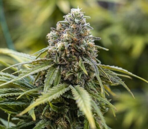 Tangilope Feminized Marijuana Seeds | Tangilope Feminized Strain | The Seed Fair