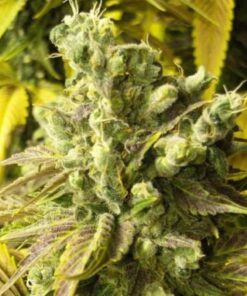 The Truth Feminized Marijuana Seeds | The Truth Strain | The Seed Fair
