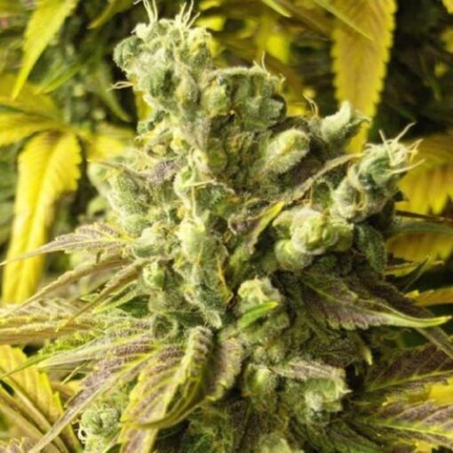 The Truth Feminized Marijuana Seeds | The Truth Strain | The Seed Fair