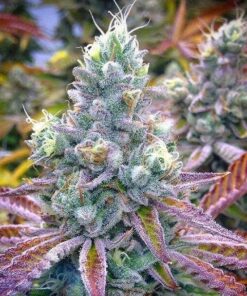 Tiger’s Milk Feminized Marijuana Seeds | Tiger's Milk Strain | The Seed Fair