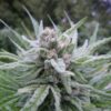 Tree of Life Feminized Marijuana Seeds | Tree Of Life Strain | The Seed Fair