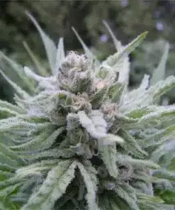 Tree of Life Feminized Marijuana Seeds | Tree Of Life Strain | The Seed Fair