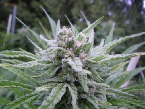 Tree of Life Feminized Marijuana Seeds | Tree Of Life Strain | The Seed Fair