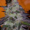 Tropic Thunder Feminized Marijuana Seeds | Tropic Thunder Strain | The Seed Fair