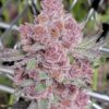 Tropicana Cherry Feminized Cannabis Seeds | Tropicana Cherry Strain | The Seed Fair