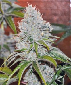 Vader OG Feminized Marijuana Seeds | Vader OG Strain | The Seed Fair