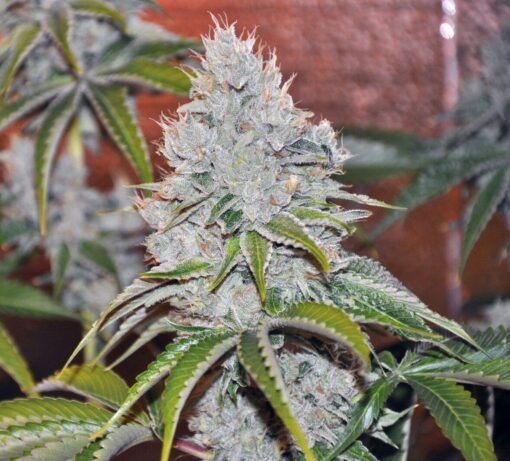 Vader OG Feminized Marijuana Seeds | Vader OG Strain | The Seed Fair