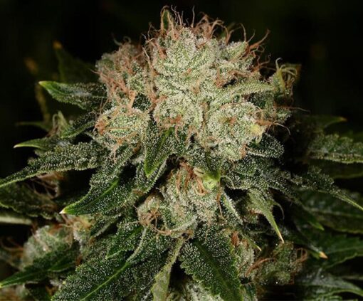 Vortex Feminized Marijuana Seeds | Vortex Feminized Strain | The Seed Fair