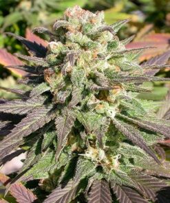 Warlock Feminized Marijuana Seeds | Warlock Feminized Strain | The Seed Fair