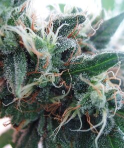 White Empress Feminized Marijuana Seeds | White Empress Strain | The Seed Fair