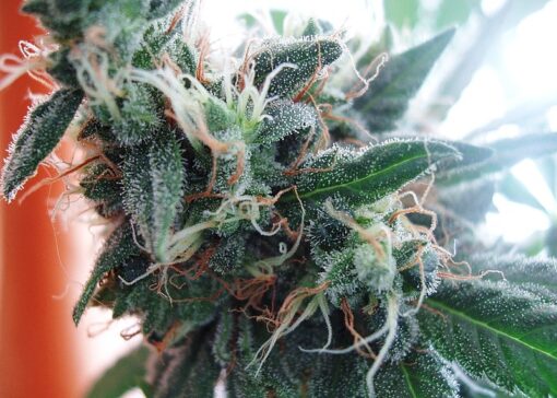 White Empress Feminized Marijuana Seeds | White Empress Strain | The Seed Fair