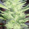 White Kryptonite Feminized Marijuana Seeds | White Kryptonite Strain | The Seed Fair