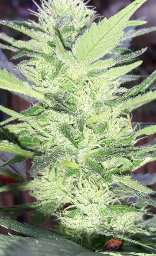 White Kryptonite Feminized Marijuana Seeds | White Kryptonite Strain | The Seed Fair