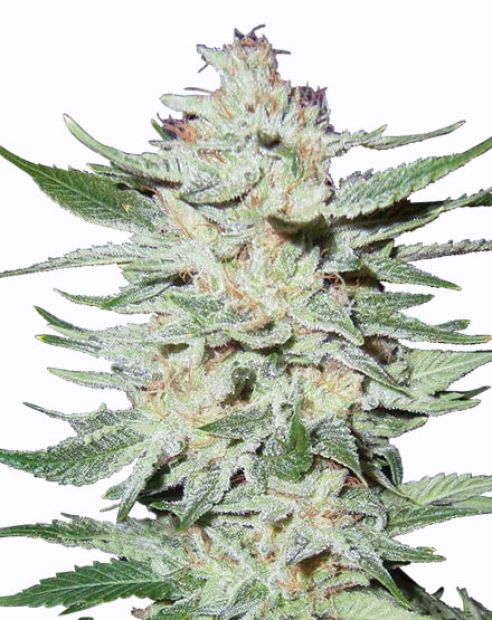 Whiteout Feminized Marijuana Seeds | Whiteout Feminized Strain | The Seed Fair