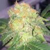 Willie Nelson Feminized Marijuana Seeds | Willie Nelson Strain | The Seed Fair