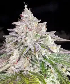 WMD Feminized Marijuana Seeds | WMD Feminized Strain | The Seed Fair