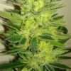 Woody Kush Feminized Marijuana Seeds | Woody Kush Strain | The Seed Fair