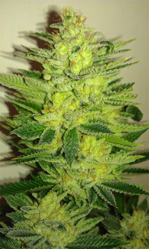 Woody Kush Feminized Marijuana Seeds | Woody Kush Strain | The Seed Fair