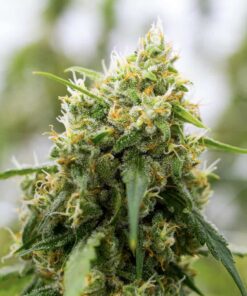 XJ-13 Feminized Marijuana Seeds | XJ-13 Feminized Strain | The Seed Fair