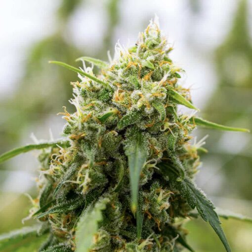 XJ-13 Feminized Marijuana Seeds | XJ-13 Feminized Strain | The Seed Fair