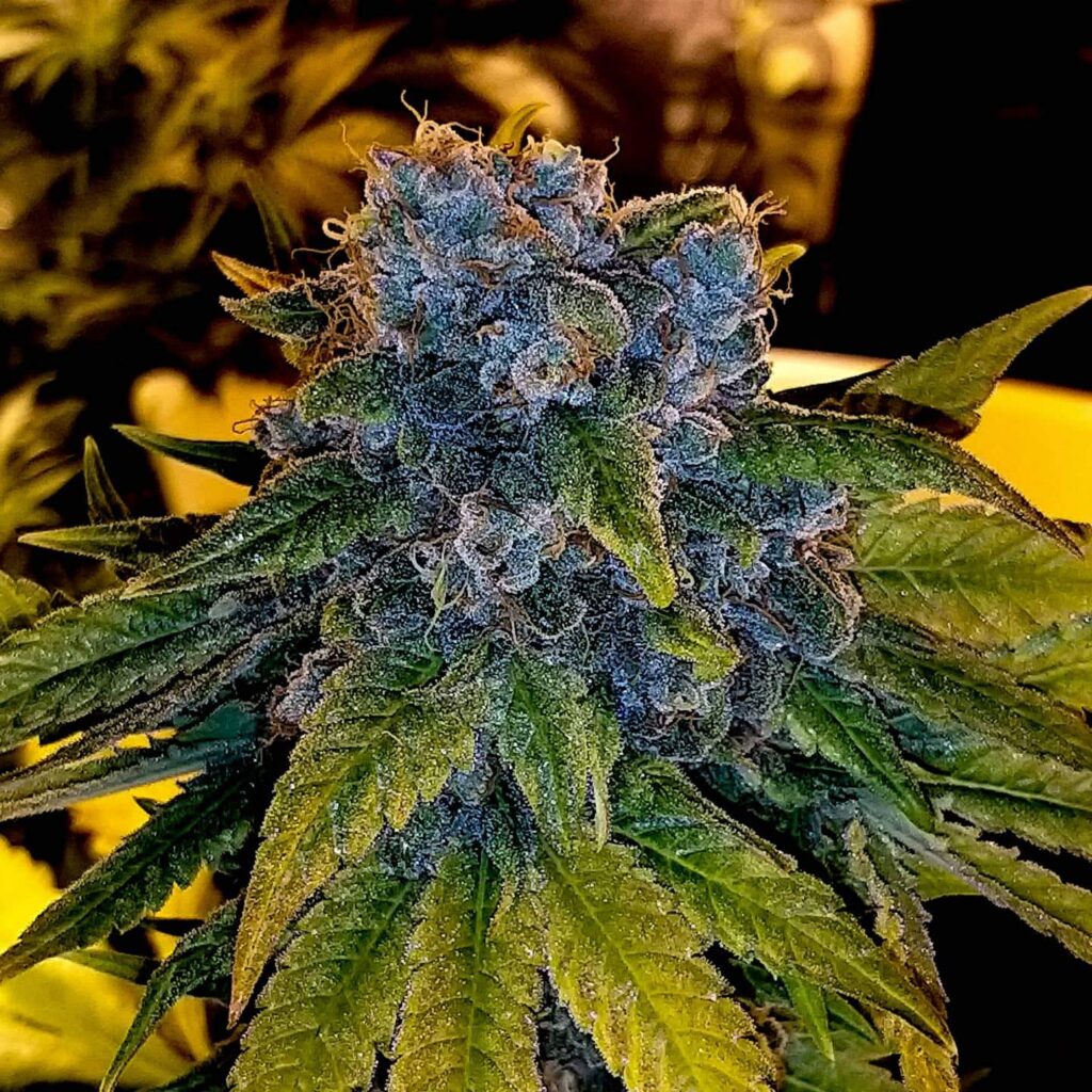 XXX OG Feminized Seeds | The Seed Fair
