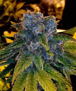 XXX OG Feminized Marijuana Seeds | XXX OG Strain | The Seed Fair