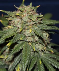 Yeti OG Feminized Marijuana Seeds | Yeti OG Strain | The Seed Fair