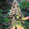 Yoda OG Feminized Marijuana Seeds | Yoda OG Strain | The Seed Fair