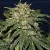 Yeti OG Feminized Marijuana Seeds | Yeti OG Strain | The Seed Fair