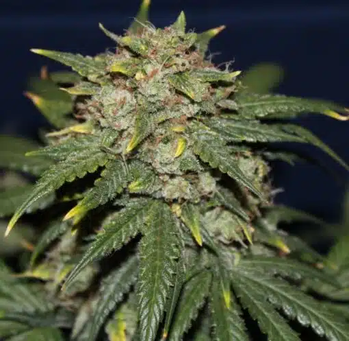 Yeti OG Feminized Marijuana Seeds | Yeti OG Strain | The Seed Fair