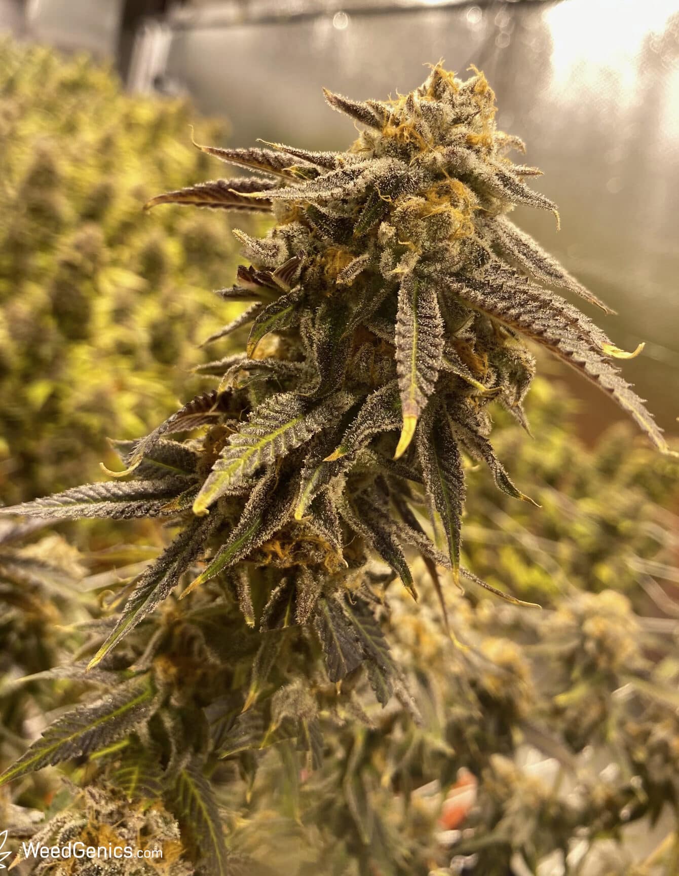 X-Files Autoflowering Feminized Marijuana Seeds | X-Files Strain | The Seed Fair | The Seed Fair X-Files Autoflowering Feminized Marijuana Seeds | X-Files Strain | The Seed Fair