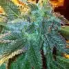 78 FEMINIZED Feminized Cannabis Seeds | 78 Feminized Strain | The Seed Fair