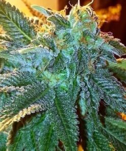 78 FEMINIZED Feminized Cannabis Seeds | 78 Feminized Strain | The Seed Fair