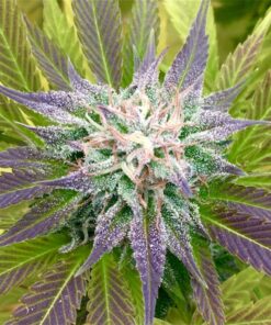 8 Ball Kush Feminized Cannabis Seeds | 8 Ball Kush Strain | The Seed Fair