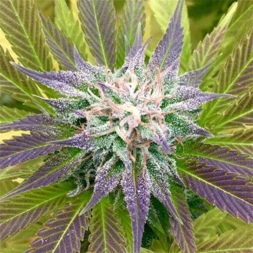 8 Ball Kush Feminized Cannabis Seeds | 8 Ball Kush Strain | The Seed Fair