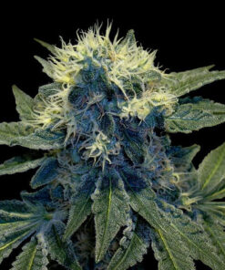 818 Headband Aka Sour OG Feminized Cannabis Seeds | The Seed Fair