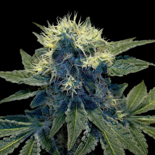 818 Headband Aka Sour OG Feminized Cannabis Seeds | The Seed Fair