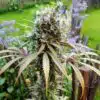 AMG - Amnesia Mac Ganja Feminized Cannabis Seeds | The Seed Fair