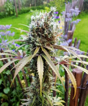 Buy Sativa Cannabis Seeds For Sale | The Seed Fair